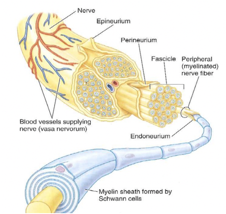 layers of protection in tibial nerve injury