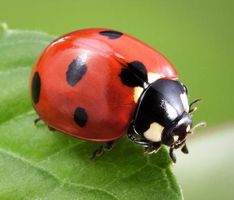 Ladybug Spirit Animal: You Should Know