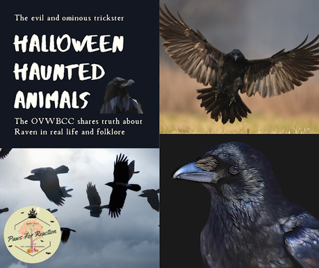 Halloween animals the truth about the Raven