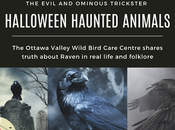 Spooky Animals: OVWBCC Shares Truth About Raven Real Life Folklore