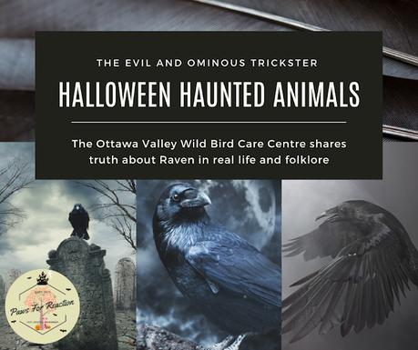 Halloween's haunted animals: The truth about the ominous and dark trickster; the Raven