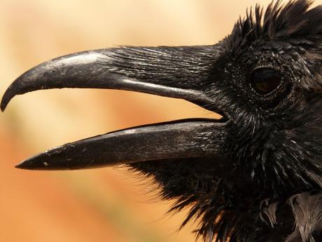 Spooky animals: The OVWBCC shares the truth about Raven in real life and folklore