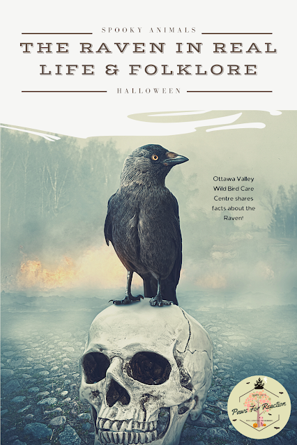 Spooky animals: The OVWBCC shares the truth about Raven in real life and folklore