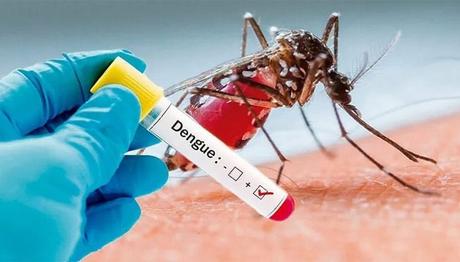 Dengue Fever and its Herbal Treatment