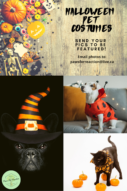 Halloween pet costumes