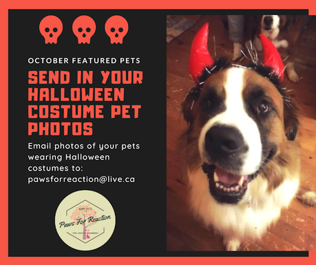 Looking for spooky pets in Halloween costumes to be featured