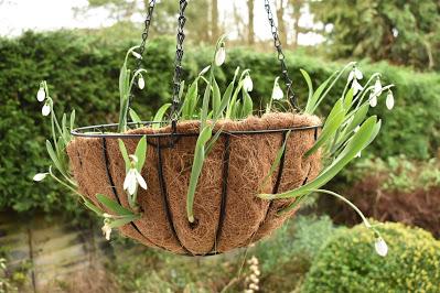 The Hanging Basket Journals - the season turns