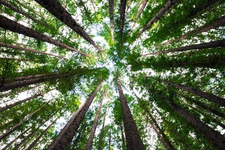 Forest photography in summer