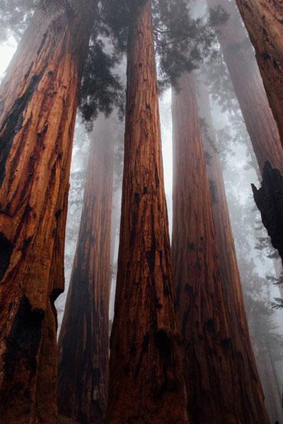 Forest photography during mist and fog