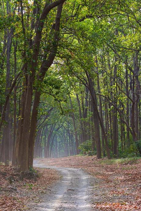 Corbett Forest picture