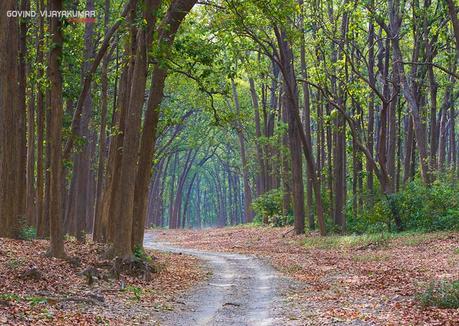 Corbett Forest Photography