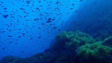 8 Outstanding Spots For Scuba Diving In Koh Samui In 2020!