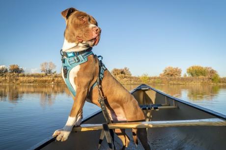 How To Choose A Good Dog Harness? Different Types and Styles