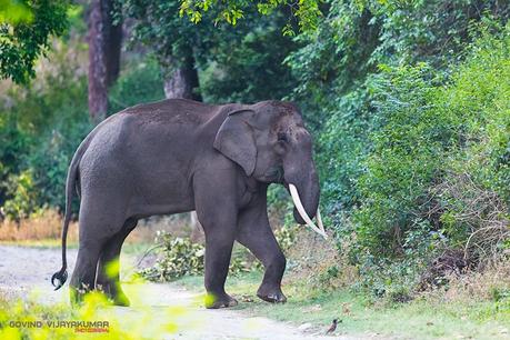 Corbett Wildlife photography