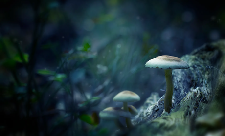 The Health Benefits Of Microdosing Magic Mushrooms