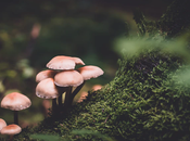 Health Benefits Microdosing Magic Mushrooms