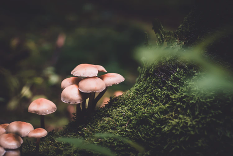 The Health Benefits Of Microdosing Magic Mushrooms