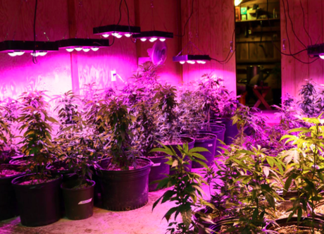 The Pros and Cons of LED Grow Lights for a Grow Op