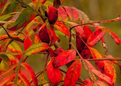 Three kinds of red [fall foliage]