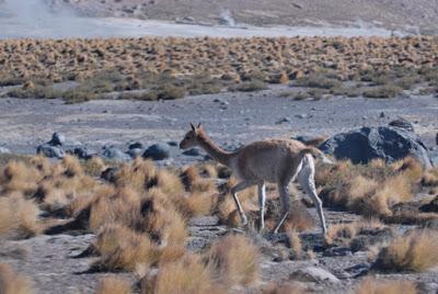 TATIO GEYSERS IN THE ATACAMA DESERT, Chile, by Caroline Arnold at The Intrepid Tourist