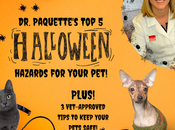 Halloween Hazards: Approved Tips Keep Pets Safe Spookiest Night Year