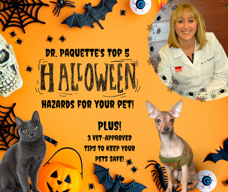 Ask a Vet: Top 5 Halloween dangers to your pets PLUS 3vet-approved tips to keep them safe