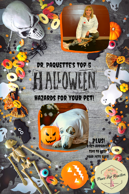 Halloween Hazards: Vet approved tips to keep pets safe on the spookiest night of the year