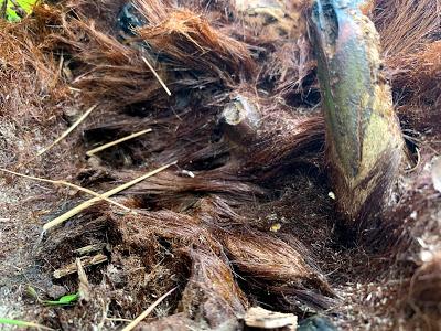 The Great Tree Fern Saga