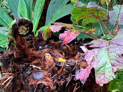 The Great Tree Fern Saga