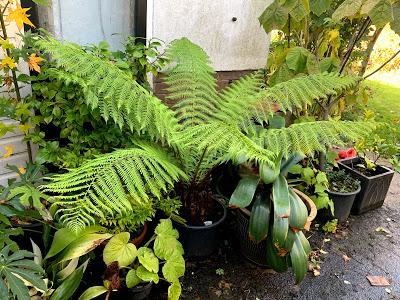 The Great Tree Fern Saga