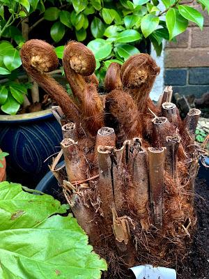 The Great Tree Fern Saga