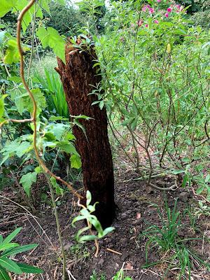 The Great Tree Fern Saga