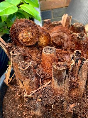 The Great Tree Fern Saga