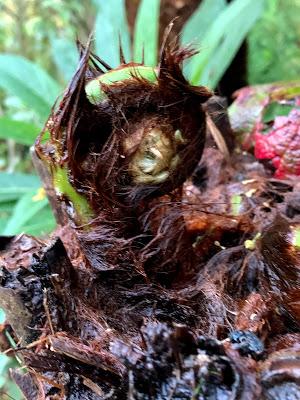 The Great Tree Fern Saga