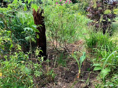 The Great Tree Fern Saga