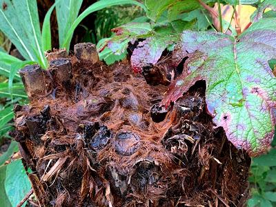 The Great Tree Fern Saga