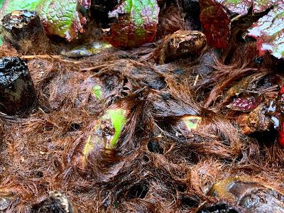 The Great Tree Fern Saga