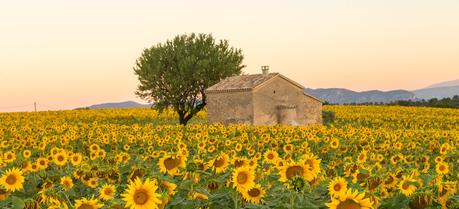 Enchanting Travels France Tours A field of sunflowers surround an old building in Provence, France - Best time to visit France