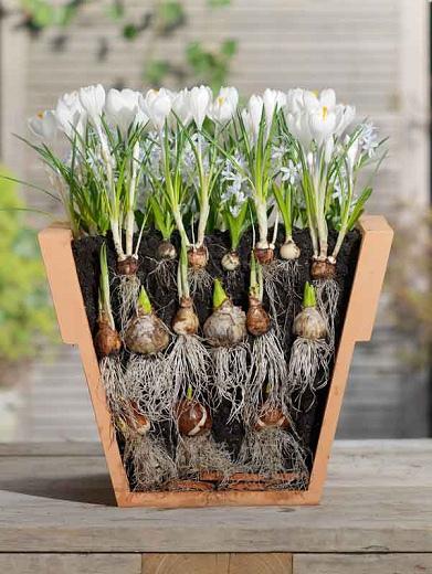 Looking forward to spring bulbs delight