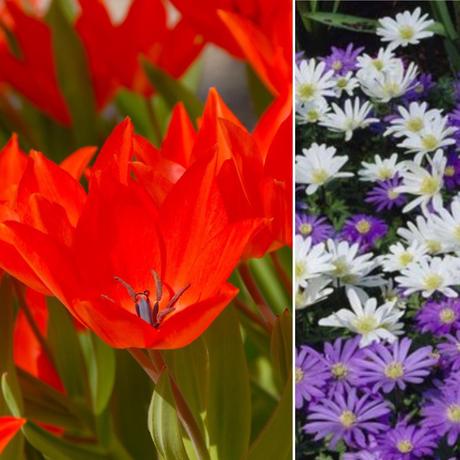 Looking forward to spring bulbs delight