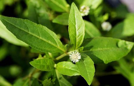 Bhringaraj – Medicinal Benefits