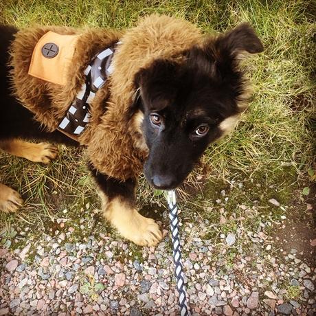 Meet our October featured pets in Halloween costumes