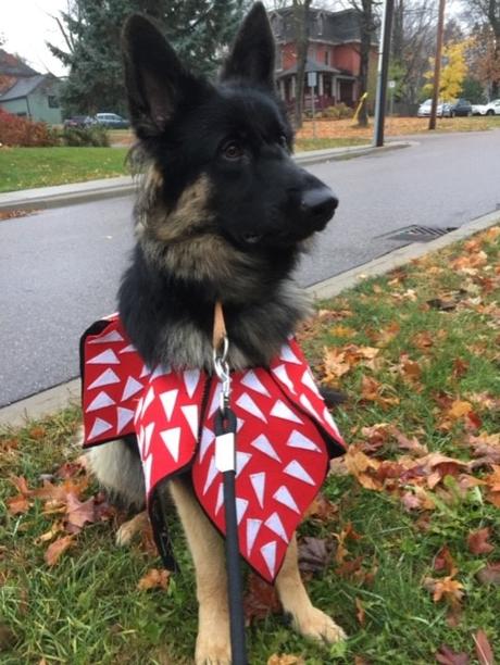 Meet our October featured pets in Halloween costumes