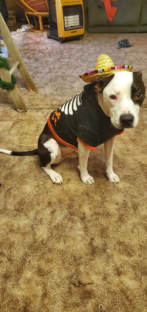 Pets in Halloween costumes