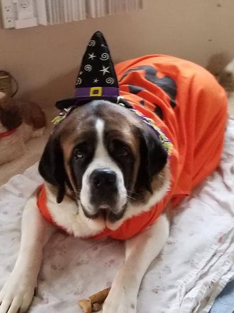 Meet our October featured pets in Halloween costumes