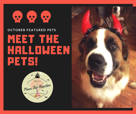 Meet our October featured pets in Halloween costumes