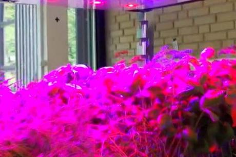 Are You Looking for A Vertical Farming Lighting Solution? 4 Reasons You Should Opt for LED Grow Lights