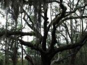 POEM: Imagination Tree