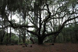 POEM: Imagination Tree