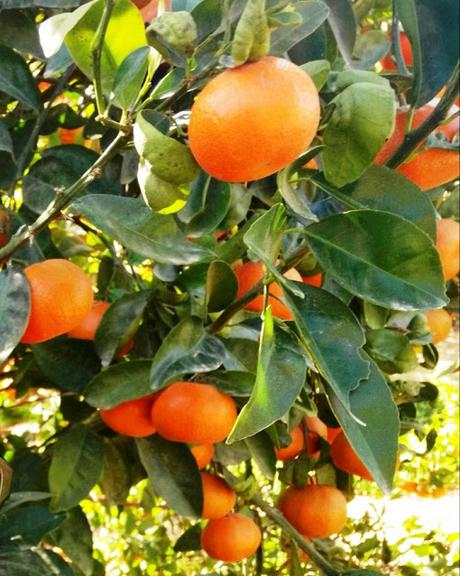 Oranges ~ Egypt becomes top exporter in terms of volumes !